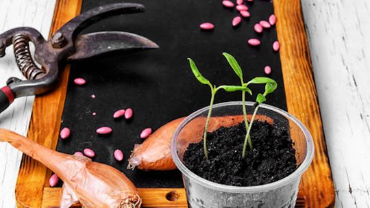 Nasiona Warzyw i Kwiatów – Co warto posadzić na wiosnę?!