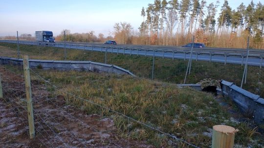 Nasz region zagrożony afrykańskim pomorem świń. Powstają przegrodzenia przejść dla zwierząt