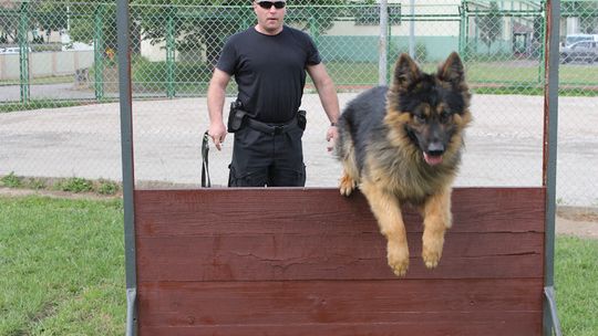 Nasze psy też uczestniczą w atestacji