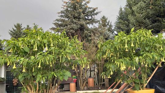 Natura taką ilością kwiatów o tej porze zaskoczyła. Drugi raz zakwitła w tym roku