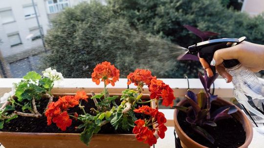 Naturalne sposoby na szkodniki w kwiatach balkonowych 