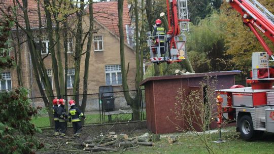 Nawet drzewa wokół Pałacyku pod Lwami padają