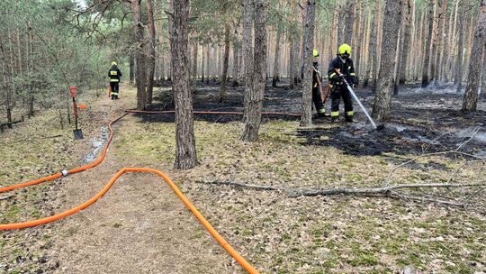 Gaszenie pożaru w lesie