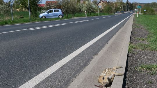 Nie zdążył przejść za swoją mamą