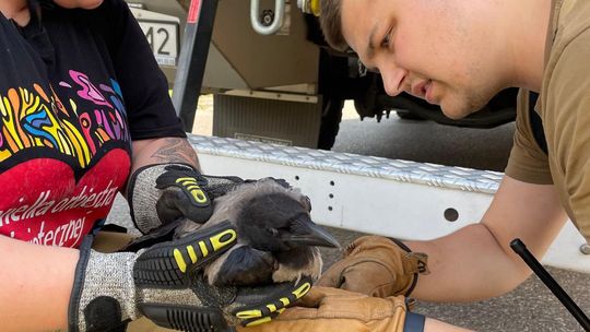 Nie zostawiajcie po sobie śmiercionośnych pułapek! - apelują strażacy, ratując uwięzionego ptaka Nie zostawiajcie po sobie śmiercionośnych pułapek! - apelują strażacy, ratując uwięzionego ptaka
