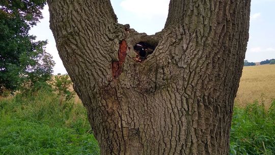Niebezpieczne, martwe drzewa przy drodze powiatowej - ostrzega czytelniczka
