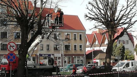 Niemal ogłowili drzewa na placu Barnima [ZDJĘCIA]