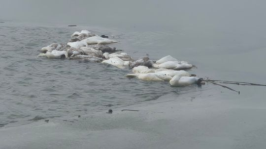 Niepokojące znalezisko na akwenie. Zamarzły bo nie miały sił?