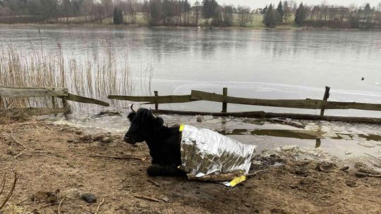 Nietypowa akcja ratunkowa. Strażacy ruszyli na pomoc krowie
