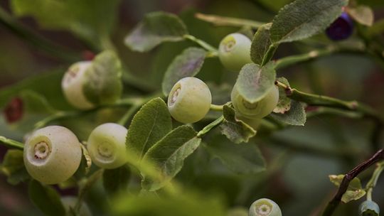 Nietypowa borówka czarna - jest biała