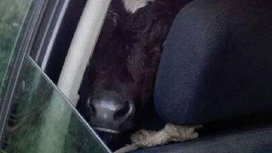 Nietypowy pasażer w audi. Policjanci przecierali oczy ze zdumienia