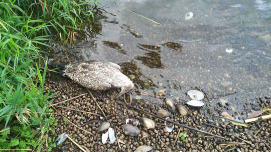 Nieżywy ptak nad Odrą. Kaczki nie chcą wejść do rzeki i koczują na brzegu Nieżywy ptak nad Odrą. Kaczki nie chcą wejść do rzeki i koczują na brzegu