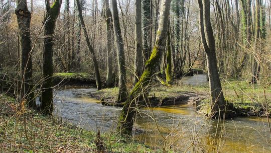 Nowe rezerwaty przyrody utworzono na terenie Nadleśnictwa Gryfino