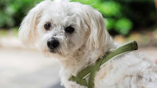 Nowoczesne rozwiązania dla psów z paraliżem tylnych łap: szelki rehabilitacyjne w codziennym użyciu