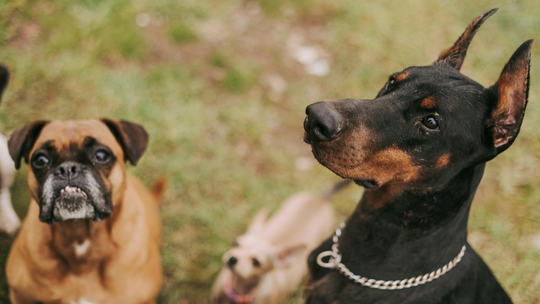 Właściciel psa zapłaci obowiązkowe OC? Ataki na dzieci, dorosłych i inne zwierzęta domowe Właściciel psa zapłaci obowiązkowe OC? Ataki na dzieci, dorosłych i inne zwierzęta domowe