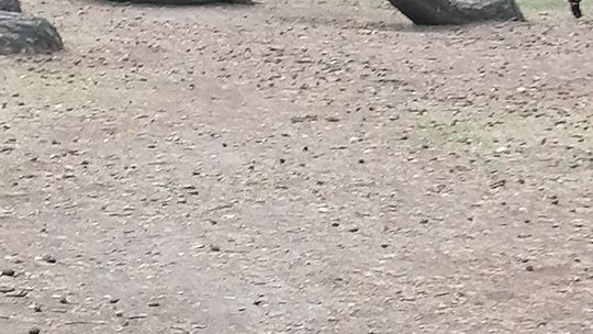 Obserwuję dewastację Krzywego Lasu - pisze czytelnik i przesyła zdjęcia