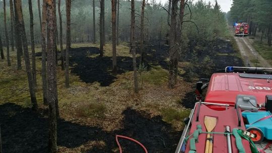 Od pożaru trawy zaczął palić się las