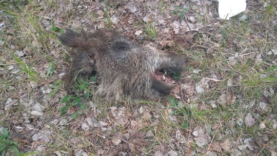 Odcięto głowę dzikowi [Uwaga, drastyczne zdjęcie!]