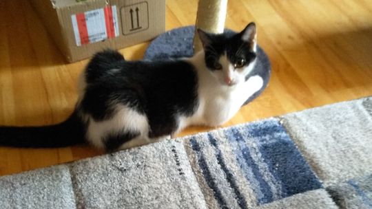 Odnalazł się Tofik!