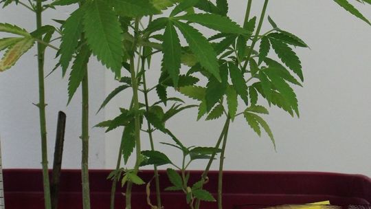 Odpowie za uprawianie konopi w swoim pokoju Odpowie za uprawianie konopi w swoim pokoju