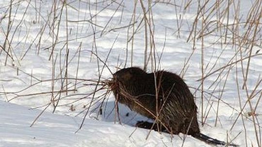 Odstrzały bobrów – wiemy kiedy oraz ile