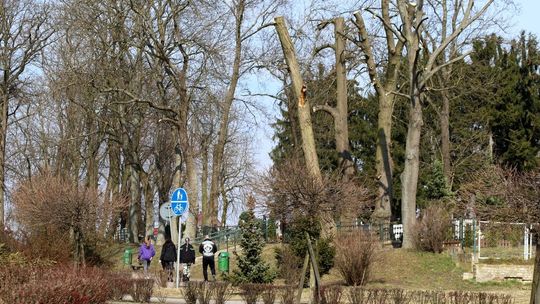 Ogłowili drzewa i będą mieli dodatkowe problemy