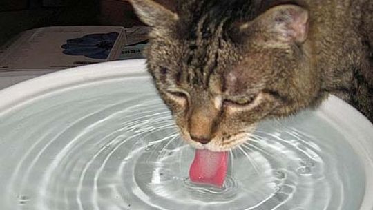 One proszą o wodę i cień