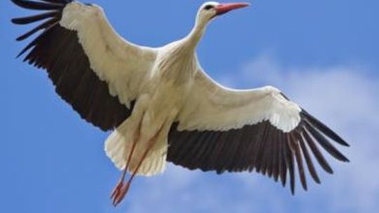 Osierocił dwa młode