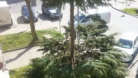 Oskalpowali pół drzewa