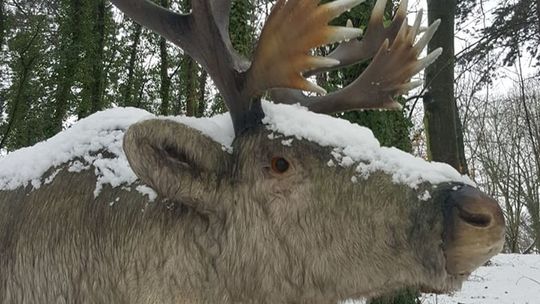 Oskalpowali renifera Rudolfa! Oskalpowali renifera Rudolfa!