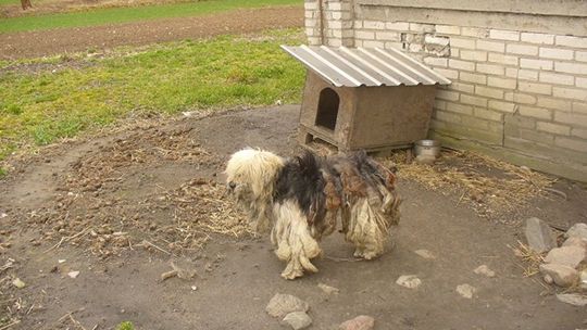 Oskarżony za znęcanie się. Przejmująca historia psa Fado.