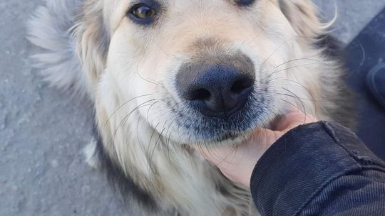 Otruto psa. Jest nagroda za wskazanie sprawcy Otruto psa. Jest nagroda za wskazanie sprawcy