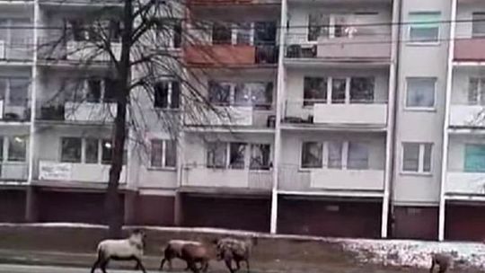 Owce biegają w centrum Gryfina. Są też na torach i przy DK31