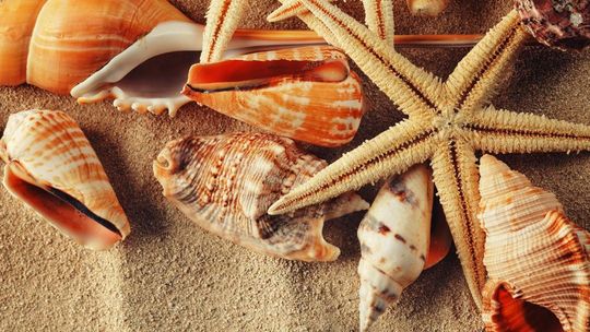 Pamiętajmy, że handel zagrożonymi gatunkami roślin i zwierząt jest karalny