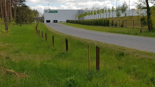 Panie Sawaryn, zadbaj pan o drzewka nowonarodzonych dzieci!