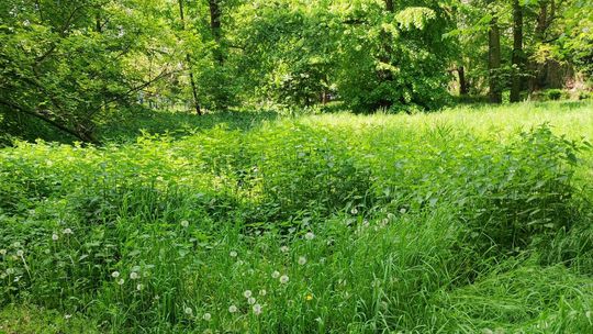 Park miejski - wizytówka miasta, czy powód do wstydu?