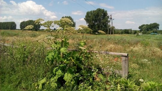 Parzący gminę i mieszkańców problem