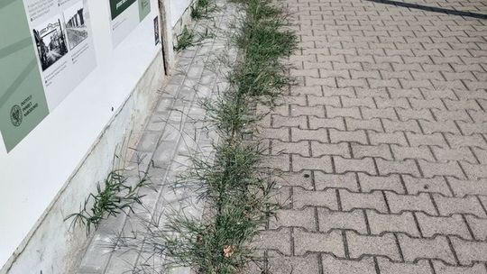 Patriotyczny mural w chwastach Patriotyczny mural w chwastach