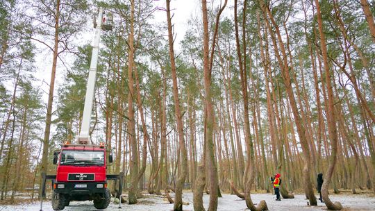 PGE wspiera utworzenie dwóch nowych plantacji drzew z Krzywego Lasu