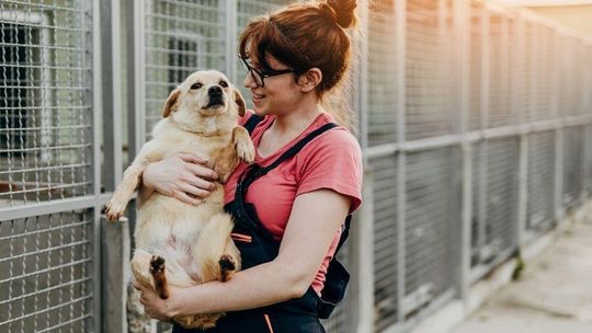 Gmina płaci nowym właścicielom za adopcję psa. Psie becikowe kosztuje mniej niż schronisko