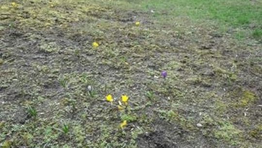 Pierwsze kwiaty witają wiosnę - list czytelniczki