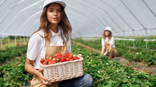 Pierwsze polskie truskawki kontra import z Grecji. Sprawdź kiedy ceny zaczną gwałtownie spadać