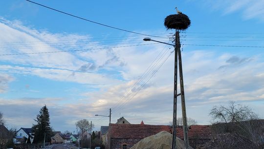 Pierwszy taki zwiastun wiosny w naszym powiecie. Bocian wrócił na gniazdo
