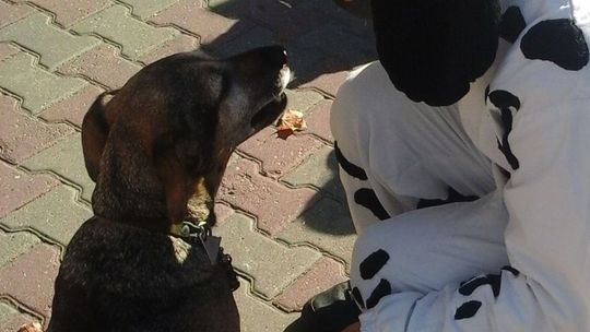 Pies leży w samym słońcu bez zadaszenia - pisze czytelniczka