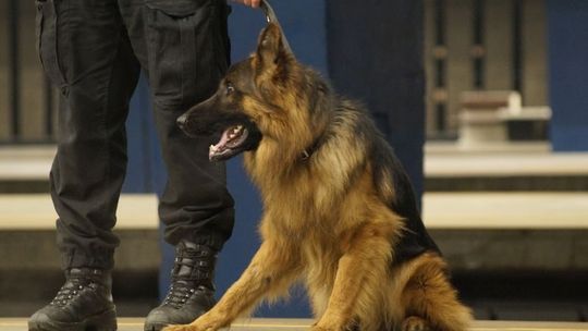 Pies na narkotyki Pies na narkotyki