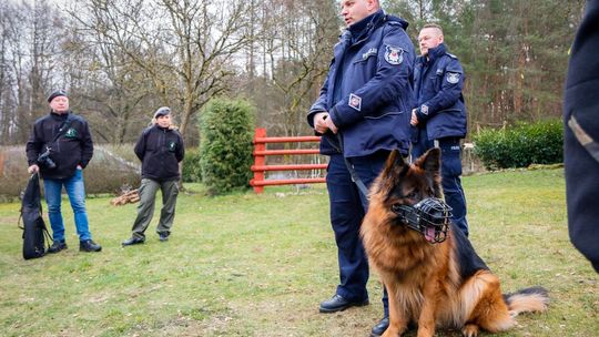 Pies policyjny "Lachora" pomógł w odnalezieniu 83-letniej kobiety Pies policyjny "Lachora" pomógł w odnalezieniu 83-letniej kobiety