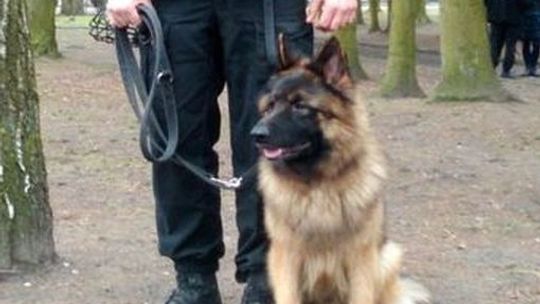 Pies policyjny odnalazł w lesie zaginionego 4-latka