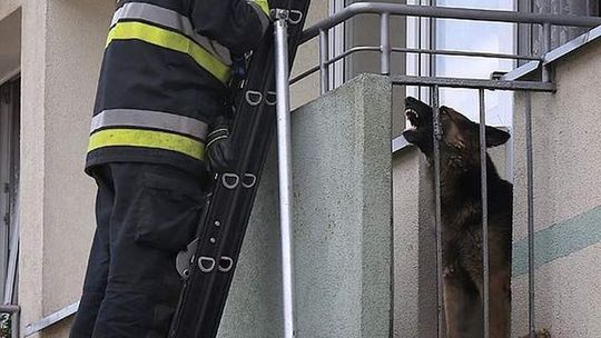 Pies uniemożliwiał akcję strażakom 