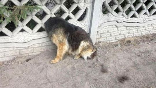 Pies utknął w ogrodzeniu. Zdarzenia, w których brali udział strażacy