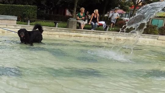 Pies w fontannowej kąpieli, czyli trochę wody dla ochłody